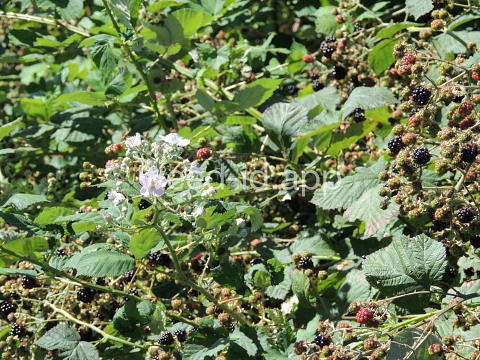 blackberry, Himalaya